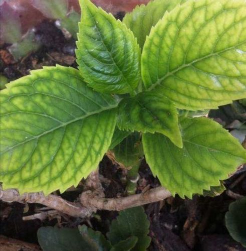 绣球花叶子出现发黄?多由4种原因造成,学会了,花开多彩多姿