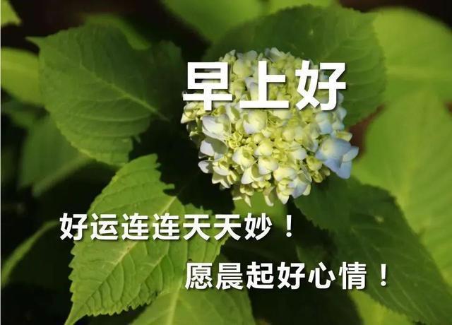 早上好表情动态图片大全一句早上好的祝福语温暖人心