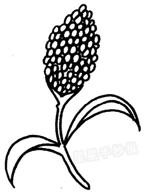 高粱简笔画