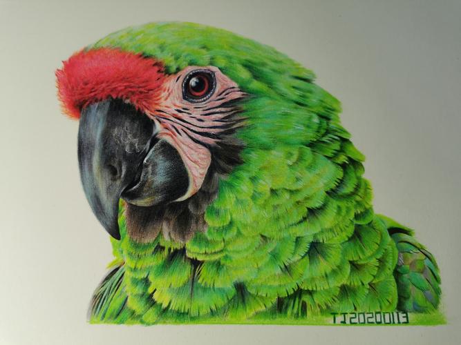 彩铅手绘-金刚鹦鹉