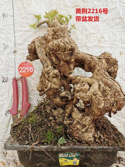 黄荆老桩小型盆景舍利镂空碳化熟桩带盆绿植阳台容易精品实拍热卖