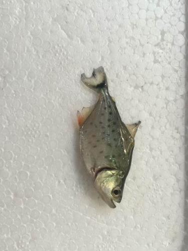 秘鲁黑食7-9cm