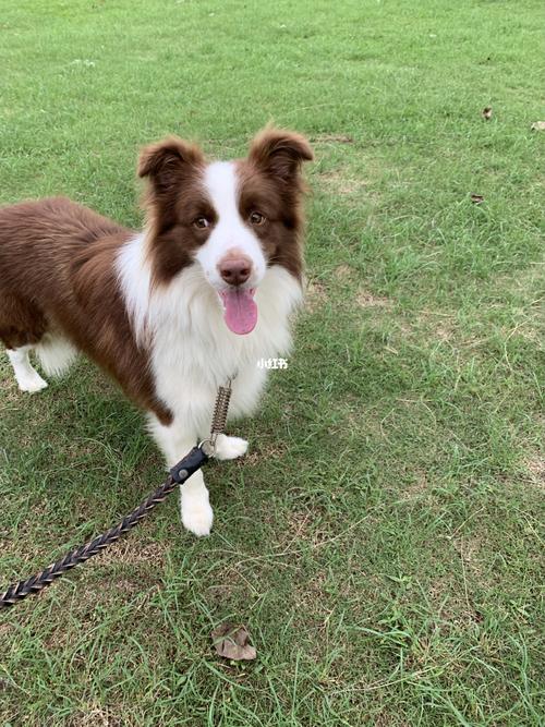 咖啡色边境牧羊犬98_边境牧羊犬_宠物_狗