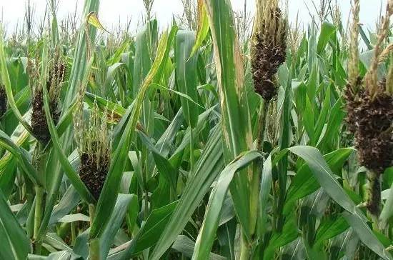 春季玉米丝黑穗病是怎么回事?怎么办?