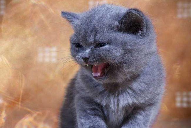 猫咪常见六种叫声的含义,你都了解吗?|母猫|流浪猫