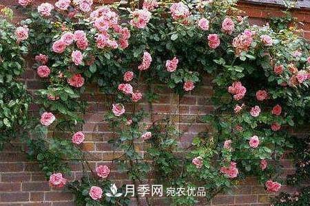 藤本月季制作月季花墙怎么固定?