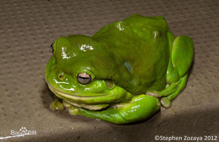 老爷树蛙