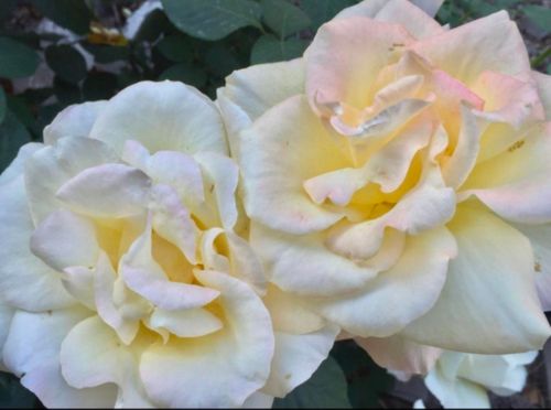 并蒂莲和双生花