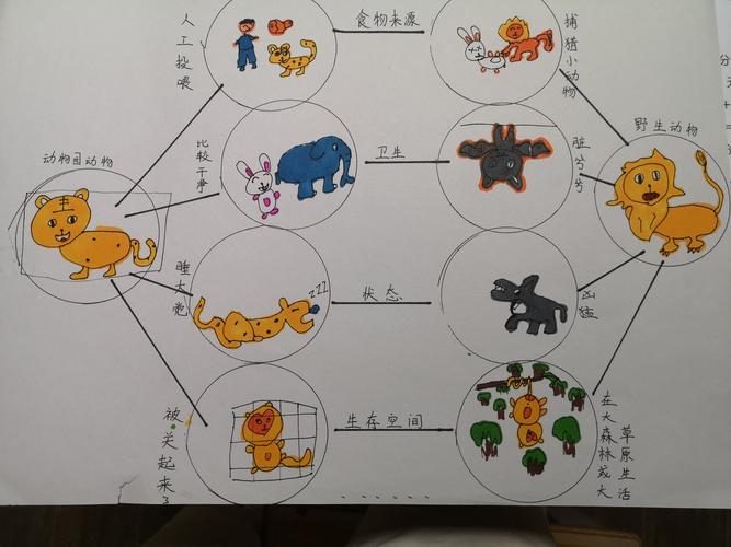 瞧,尧尧利用思维导图的形式,画出了他观察到的野生动物与动物园动物