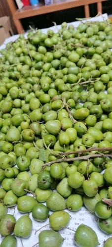 20200912登本溪三架岭采摘软枣子