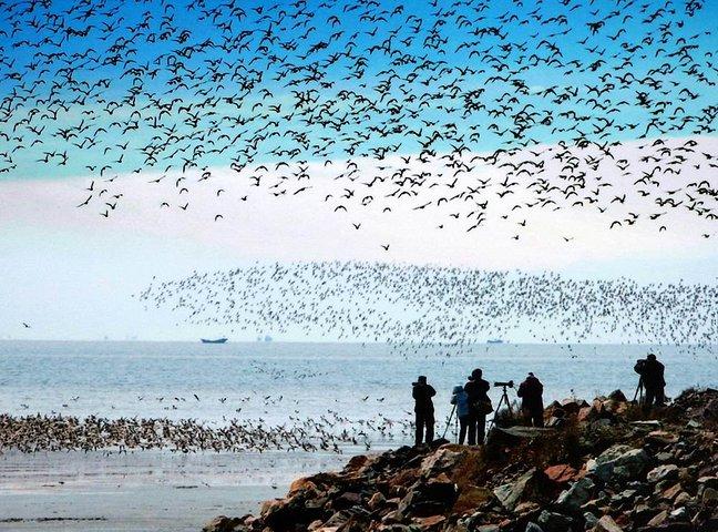 摄于丹东鸭绿江口湿地观鸟园