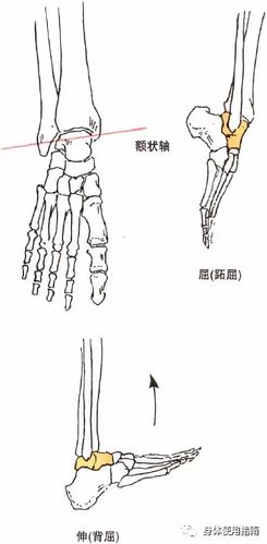 肌肉腿呀萝卜腿捶捶就又是一条好腿