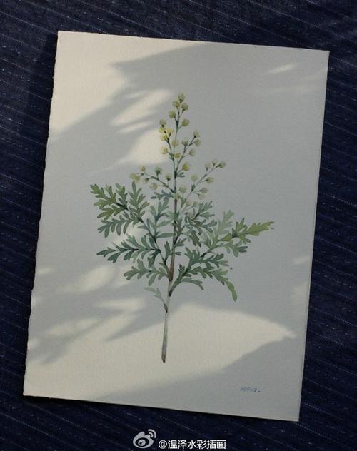 青蒿(黄花蒿)画好了!起初只画了叶子,听.