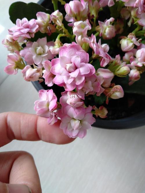 长寿花安娜与璎珞_长寿花_家居家装_家居装饰_花艺