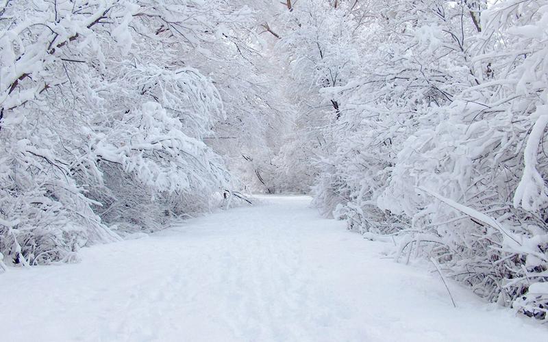冬季雪地与树林