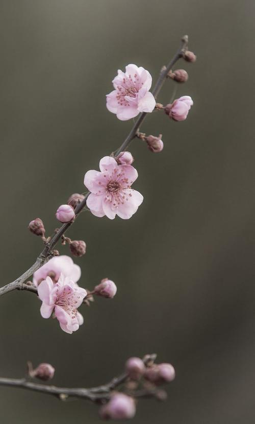 摄影随笔:三月春风徐徐吹 美人梅花美春天