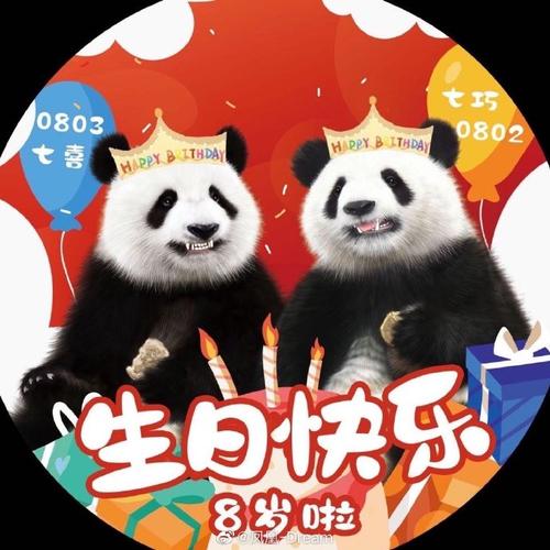 大熊猫七巧超话大熊猫七喜超话#七巧七喜080203生日#  一岁一礼,8岁