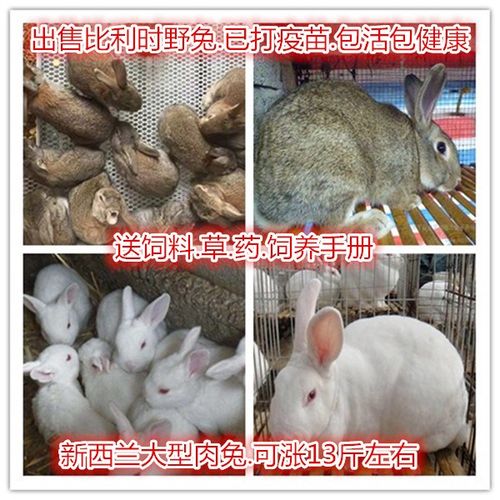 兔子活体肉兔子大型肉兔子新西兰肉兔比利时野兔活体可长10几斤