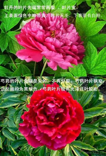 牡丹和芍药的区别图