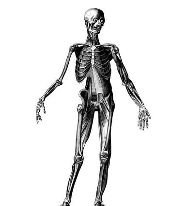 随着人类的进步和科学文化的发展,人体解剖学由于所服务的对象不同