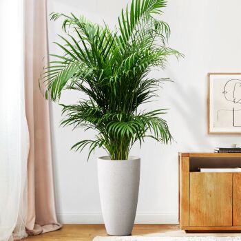 麦桑荷散尾葵植物大型盆栽天堂鸟室内客厅北欧风袖珍椰子绿植花卉