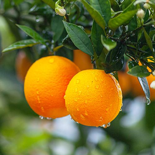 新鲜当季湖北秭归伦晚脐橙水果橙子富硒春橙橙