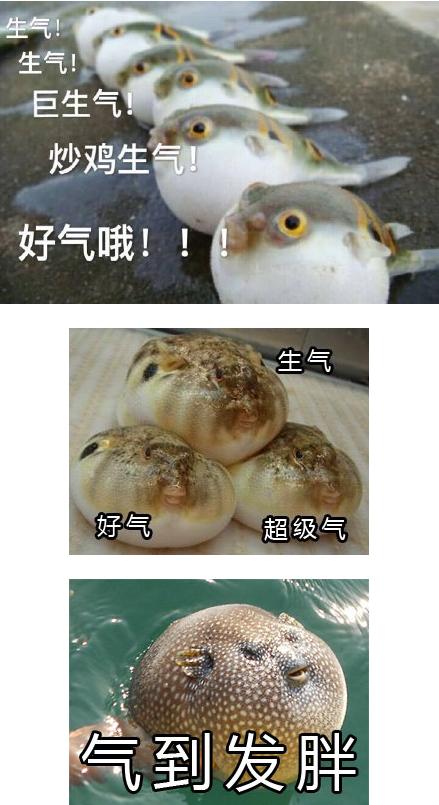 河豚生气表情包 11 1.0高清无水印版