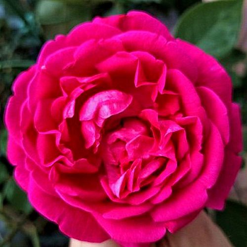 伊芙胭脂口红日月新品日本月季大花庭院花园花卉