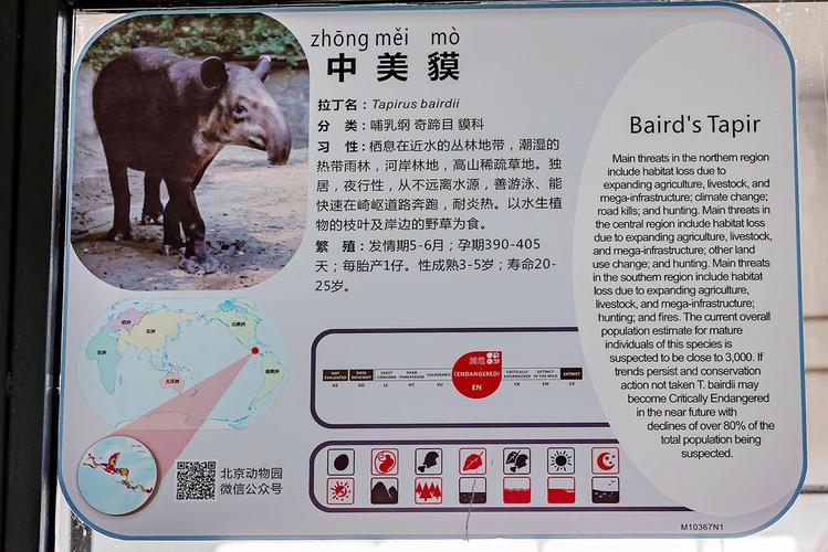 中美貘