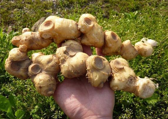 食用黄精可增强人体的抵抗力平时有哪些食用禁忌呢