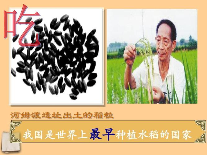 河姆渡遗址出土的稻粒 我国是世界上最早种植水稻的国家