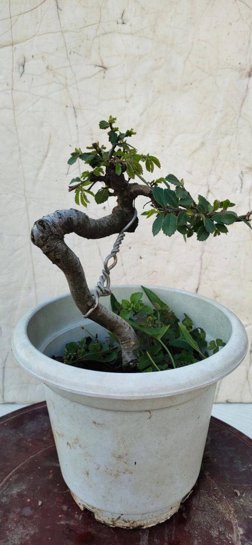 造型榆树盆景精品盆景