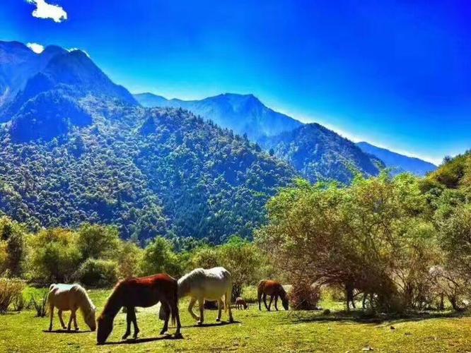 丛林寻宝,认知自然,藏羌风情,美食大餐,星空露营,超美孟屯河谷