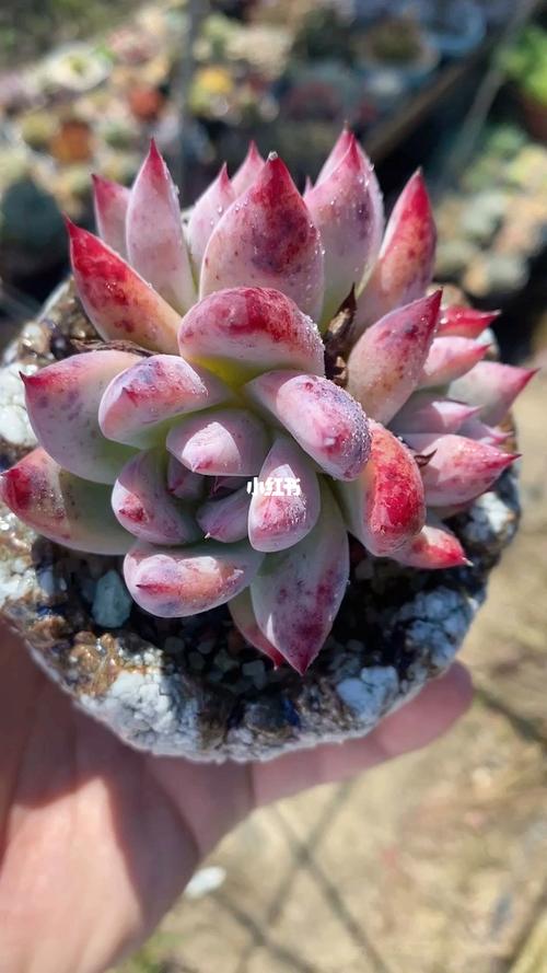 野卡_海洋多肉植物攻略_多肉植物_家居家装_家居装饰