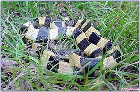 有毒吗?和鞋带粗细长约20cm 和斑马的那种条纹似的 颜色橘黄色和黑色