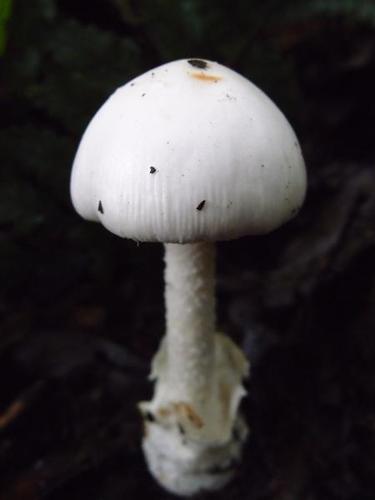鳞柄白鹅膏amanita virosa lamb. ex secr.