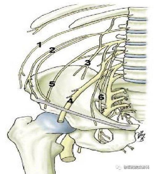 超声引导下腰丛神经阻滞-超声系列课