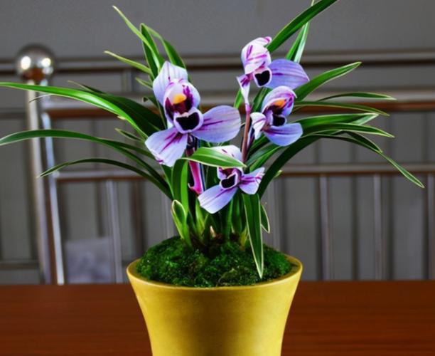 兰花界的新宠"紫月荷"花色迷人,兰香四溢,花开后极具