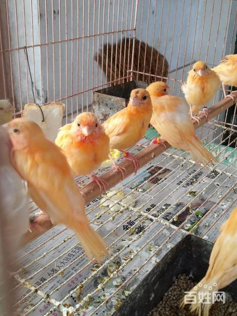 出自家繁殖辣椒红玉鸟