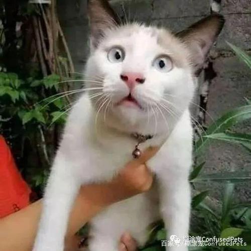 当猫咪受到惊吓之后会变成什么表情