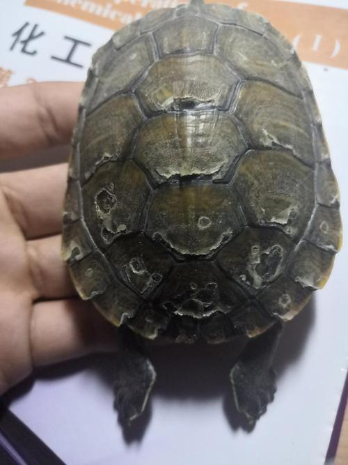 求大神帮我看看小乌龟是在换壳还是得病了啊