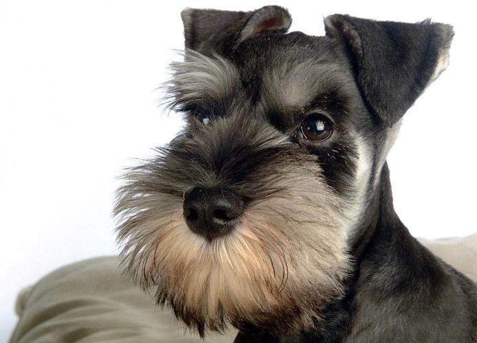 小型雪纳瑞犬:明明是只"小奶狗",非说人家是小老头!