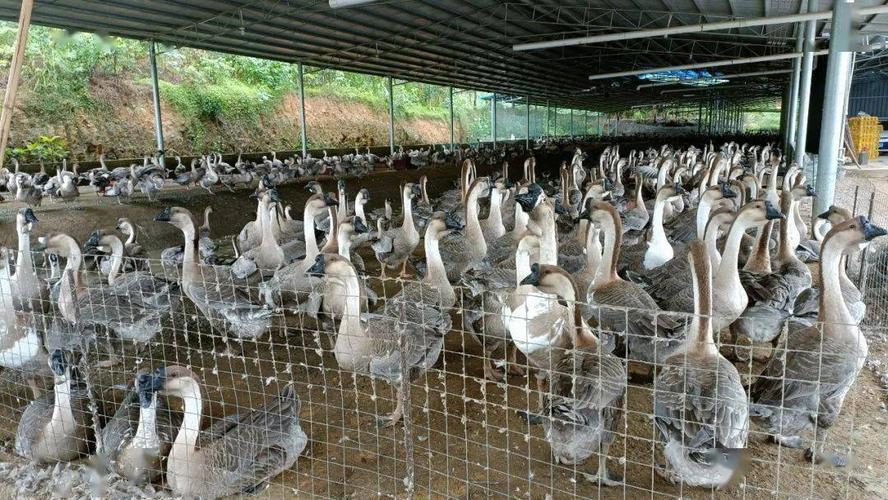 旺茂一养鹅基地30多亩年收入300万元别拦我我要回家养鹅