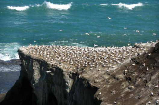 臭名昭著的海岛,生活着近十亿只海鸟,鸟粪的味道让人不敢接近