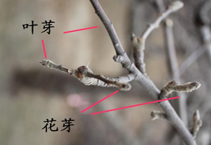 怎样识别果树的花芽和叶芽?