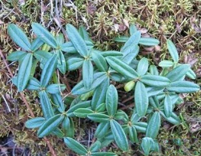 嘉天生物,祖师麻提取物 活血消肿