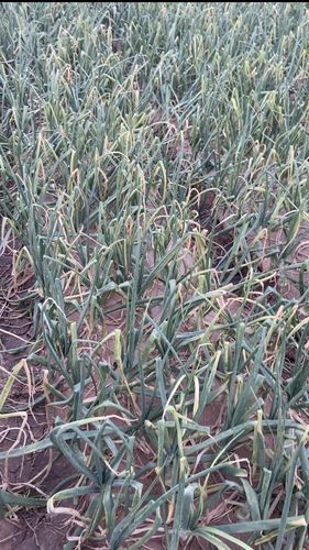 洋葱病害高清图完整版