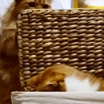 动物可爱萌猫喵星人gif动图_动态图_表情包下载_soogif