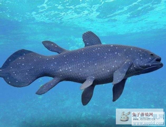 最古老的鱼类一度认为在大约6500万年前的白垩纪便灭绝了
