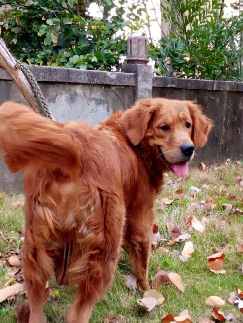 一岁的枫叶红金毛